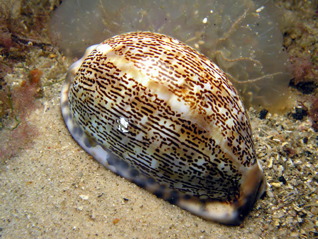 Cypraea arabica